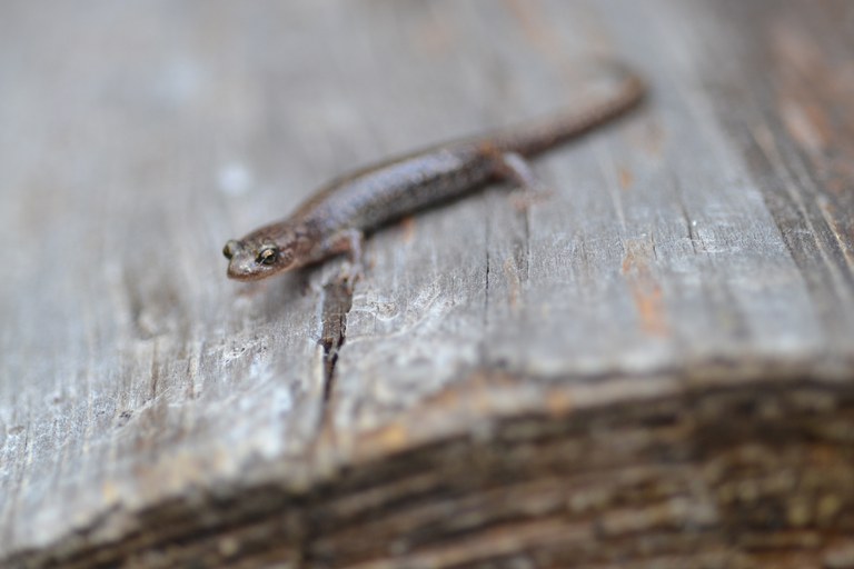 Sacramento Mountain salamander face