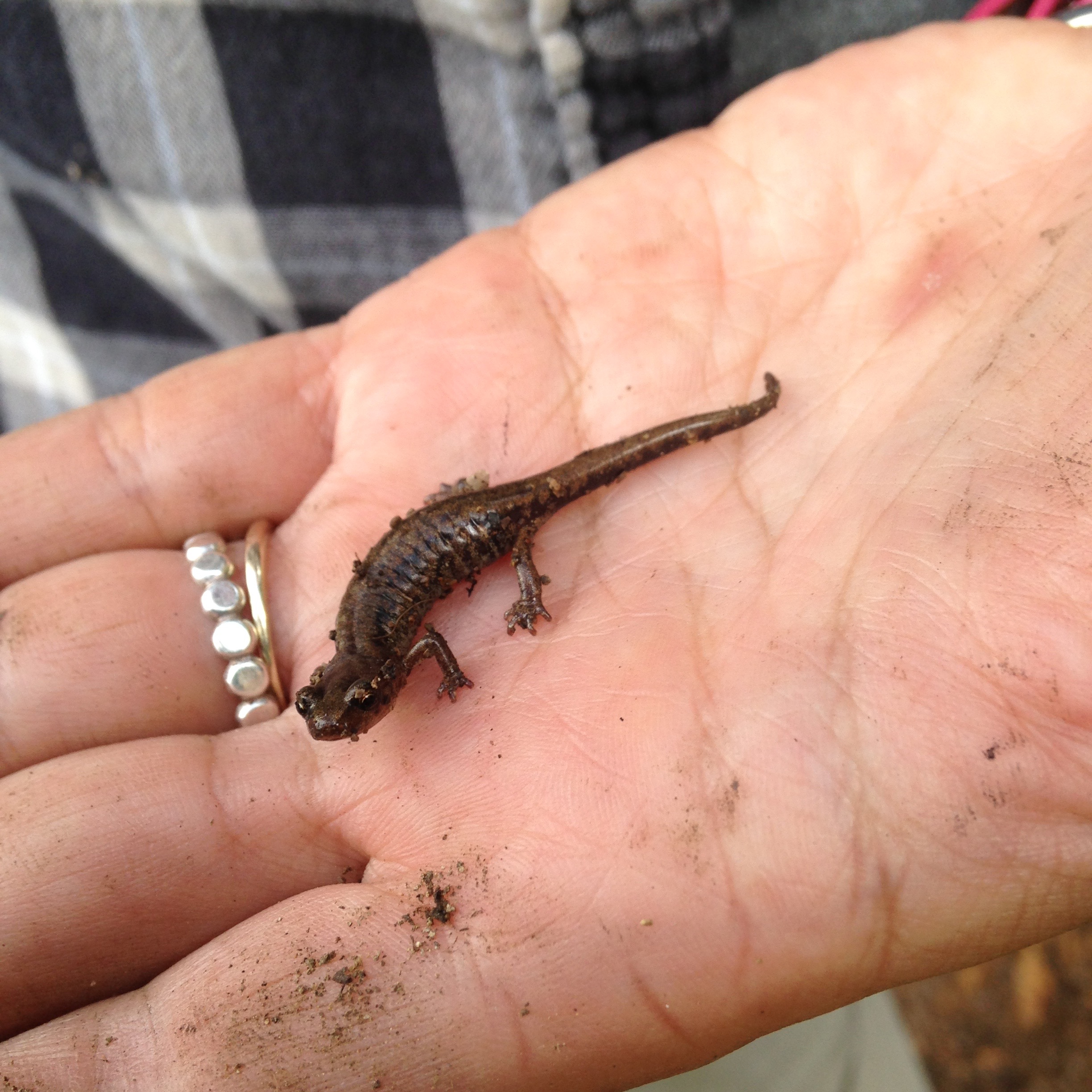 Sacramento Mountain salamander in hand