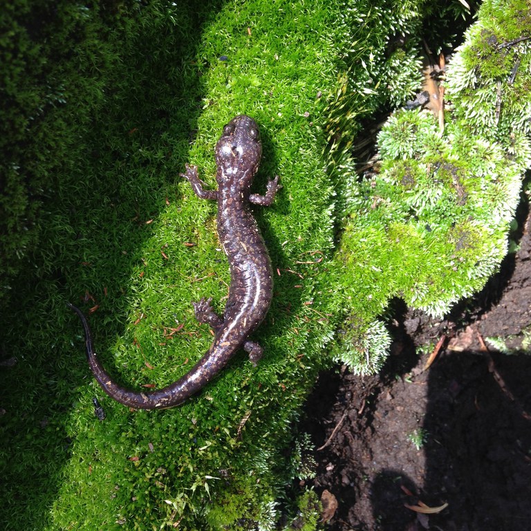 Sacramento Mountain salamander on lichen