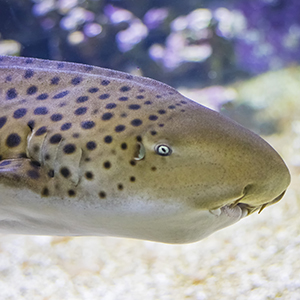 Headshot of Zebra Shark