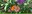 Butterflies and Bees Banner