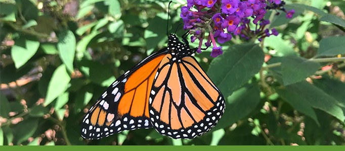 Butterflies and Bees Exhibit monarch-butterfly-botanic-garden