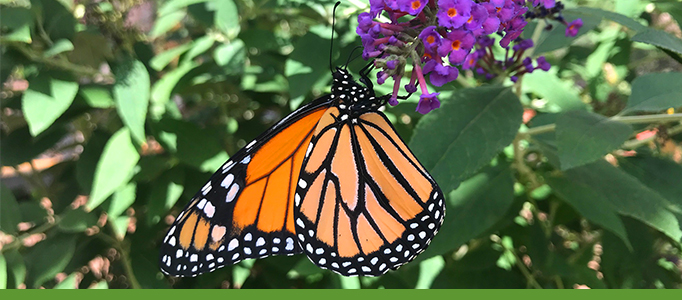 Butterflies and Bees Banner