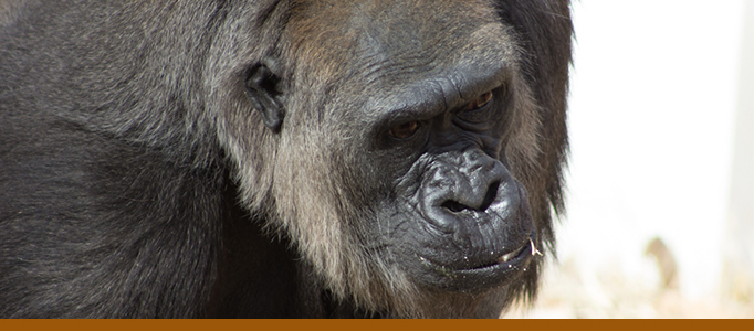 Gorilla photo by Tina Deines