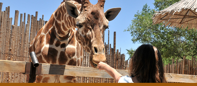 zoo keeper feeding animals