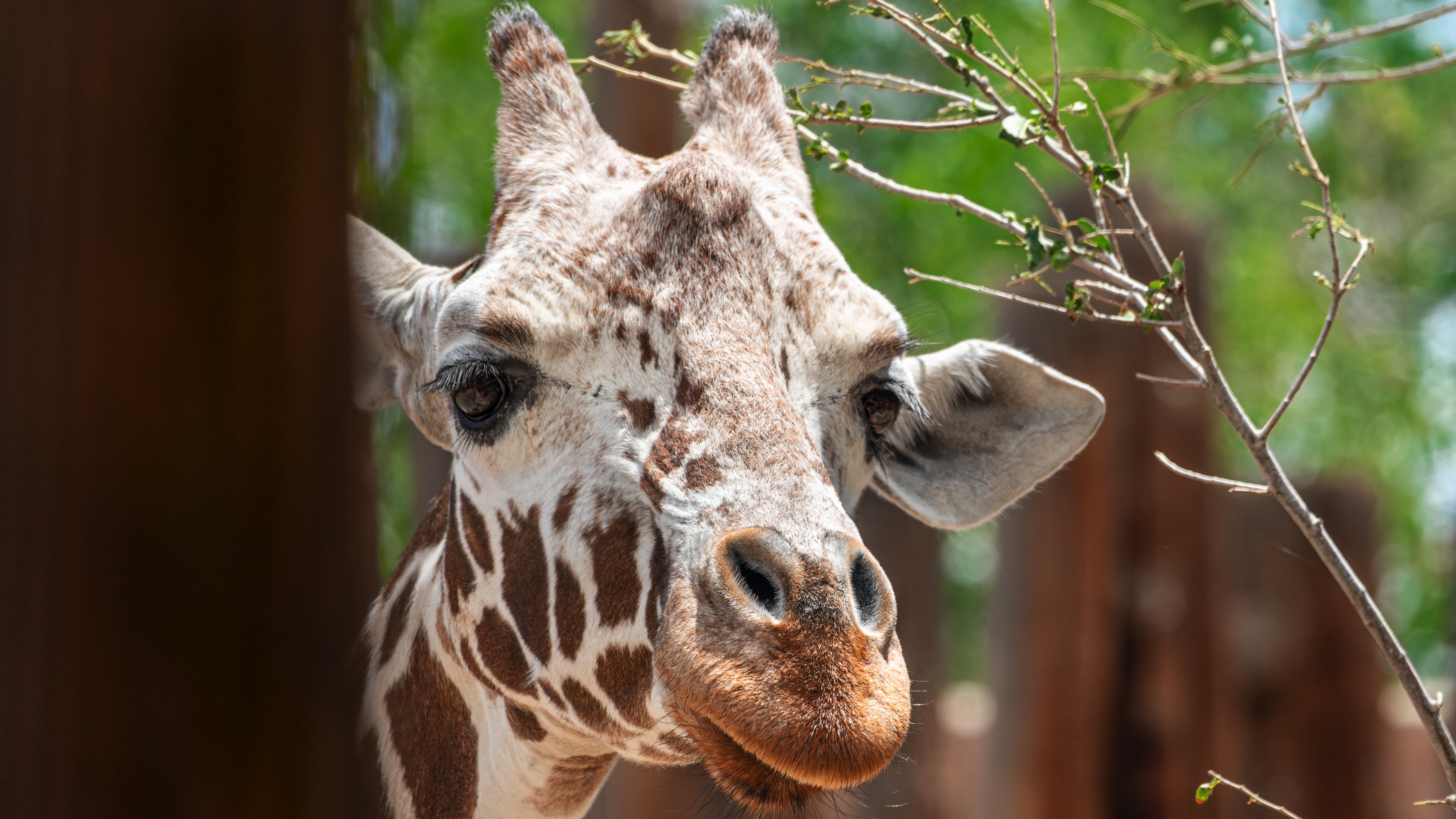 A close-up view of a giraffe peeking around a pole in her habitat at the ABQ BioPark Zoo