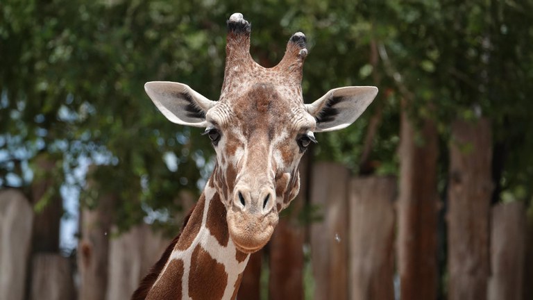 Zoo Section header2