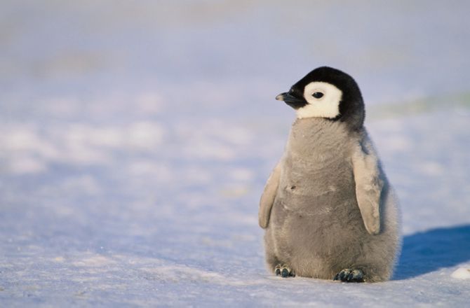 all about penguins