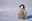 10 Cool Facts About Penguins