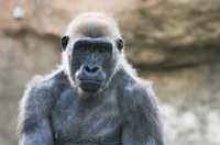 Fast Facts About Apes