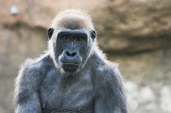 Fast Facts About Apes — City of Albuquerque