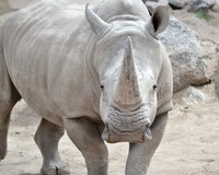 A Fond Farewell to Chopper: Sending off Our Beloved Rhino