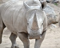 A Fond Farewell to Chopper: Sending off Our Beloved Rhino