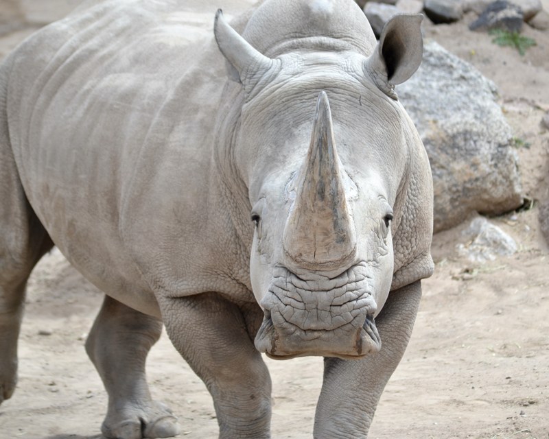 A Fond Farewell to Chopper: Sending off Our Beloved Rhino