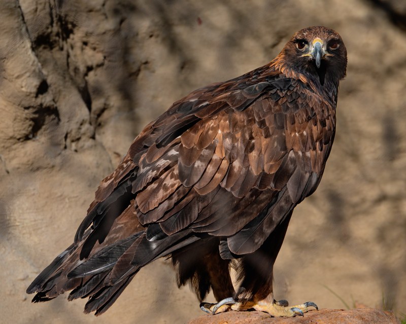 A Golden Opportunity: Rescued Golden Eagle Now Calls ABQ BioPark Home