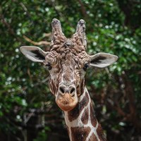A Long, Loving Life—ABQ BioPark Remembers Buccaneer the Giraffe