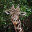 A Long, Loving Life—ABQ BioPark Remembers Buccaneer the Giraffe