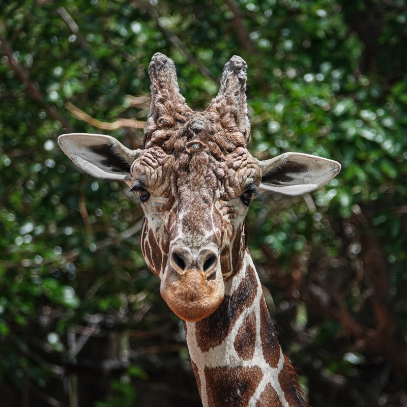 A Long, Loving Life—ABQ BioPark Remembers Buccaneer the Giraffe