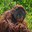 A New Face in the Family: Elok the Orangutan Arrives at ABQ BioPark!