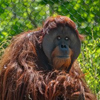 A New Face in the Family: Elok the Orangutan Arrives at ABQ BioPark!
