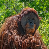 A New Face in the Family: Elok the Orangutan Arrives at ABQ BioPark!