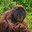 A New Face in the Family: Elok the Orangutan Arrives at ABQ BioPark!