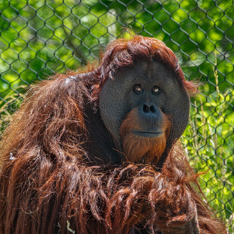A New Face in the Family: Elok the Orangutan Arrives at ABQ BioPark! A New Face in the Family: Elok the Orangutan Arrives at ABQ BioPark!