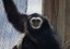 New Gibbon Swings into ABQ BioPark Zoo