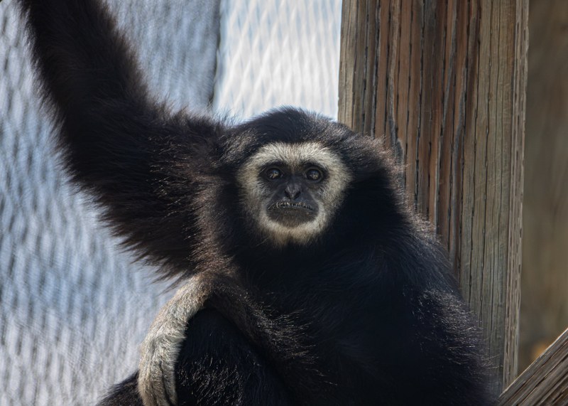 New Gibbon Swings into ABQ BioPark Zoo New Gibbon Swings into ABQ BioPark Zoo