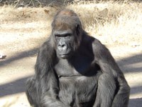 A Special Gorilla