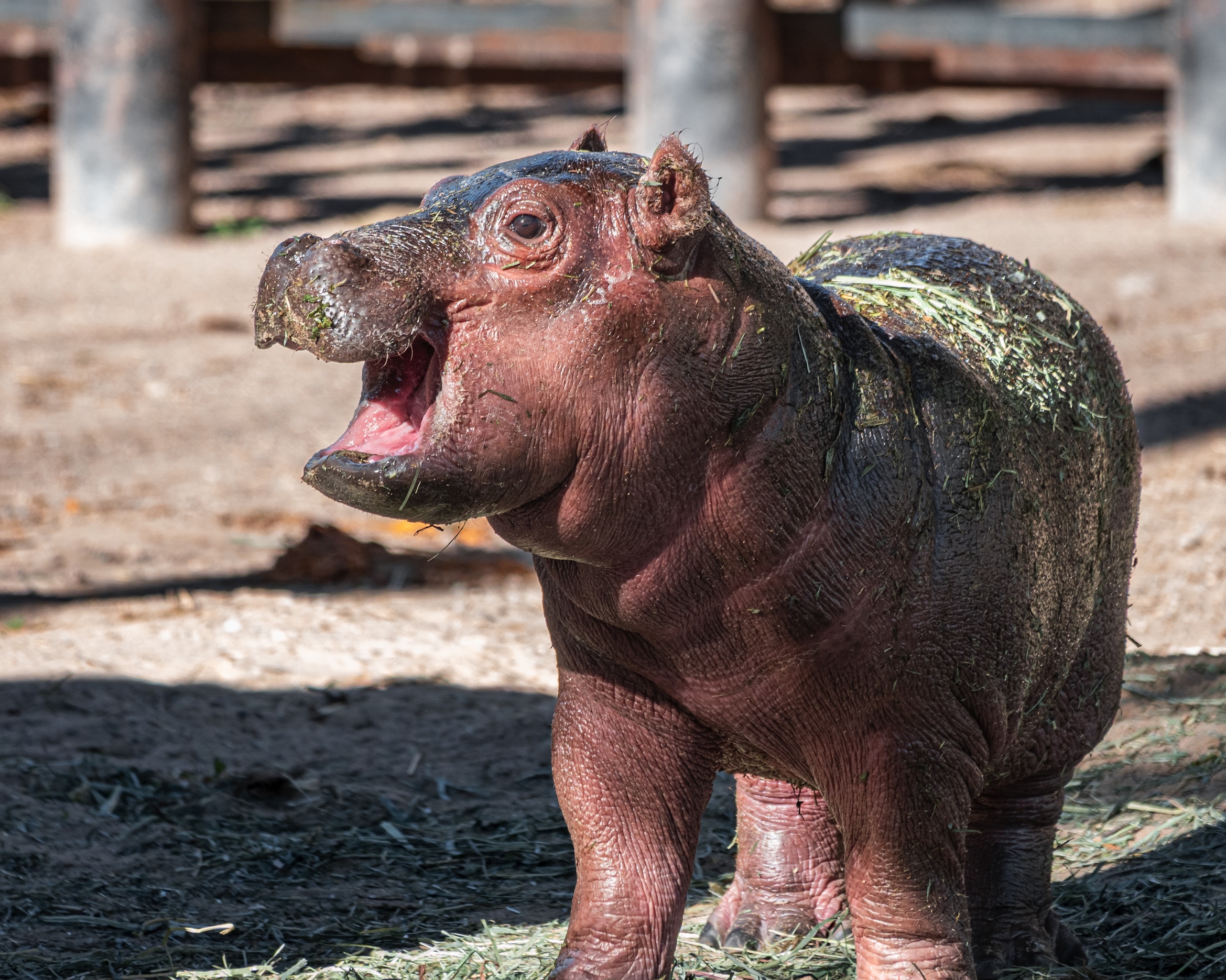 ABQ BioPark Announces Baby Hippo's Gender and Naming Contest — City of  Albuquerque, image size:2339x1871