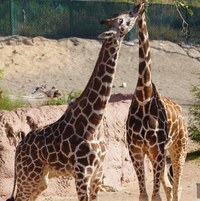 ABQ BioPark Announces New Chapter for Giraffe Herd