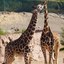 ABQ BioPark Announces New Chapter for Giraffe Herd