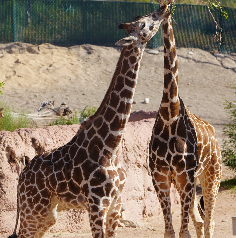 ABQ BioPark Announces New Chapter for Giraffe Herd