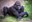 ABQ BioPark Announces Pregnancies of Orangutan Sarah and Gorilla Samantha