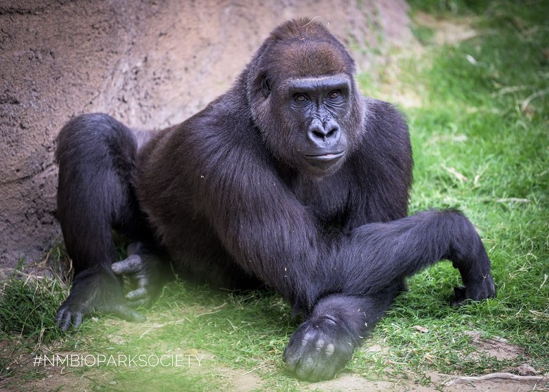 ABQ BioPark Announces Pregnancies of Orangutan Sarah and Gorilla Samantha ABQ BioPark Announces Pregnancies of Orangutan Sarah and Gorilla Samantha