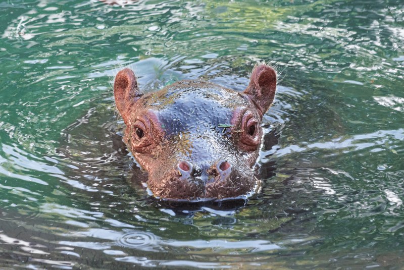 ABQ BioPark Announces Winner of Baby Hippo Naming Contest