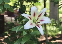 ABQ BioPark Botanic Garden is #10 Best Botanical Garden