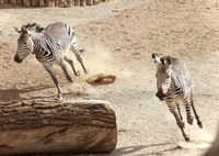 ABQ BioPark Brings in Some New Animals, Helps Others Move to New Homes