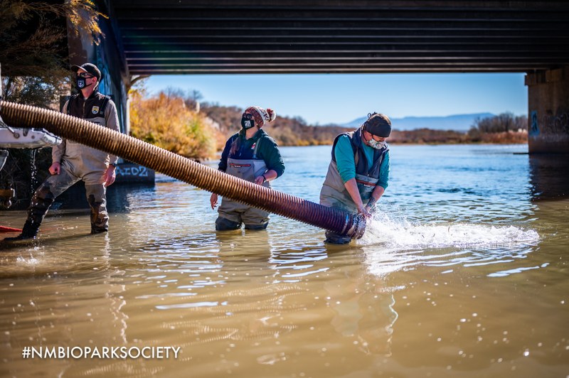 ABQ BioPark Celebrates 20 Years of Rio Grande Silvery Minnow Conservation ABQ BioPark Celebrates 20 Years of Rio Grande Silvery Minnow Conservation