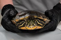 ABQ BioPark Celebrates Rio Grande Cooter Release and New Facility for the Near-Threatened Turtles