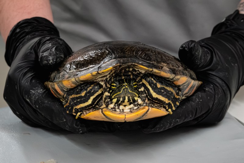 ABQ BioPark Celebrates Rio Grande Cooter Release and New Facility for the Near-Threatened Turtles
