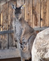 ABQ BioPark celebrates the first kangaroo joey at the Zoo since 2013