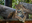 ABQ BioPark Celebrates the Life of Maya the Jaguar