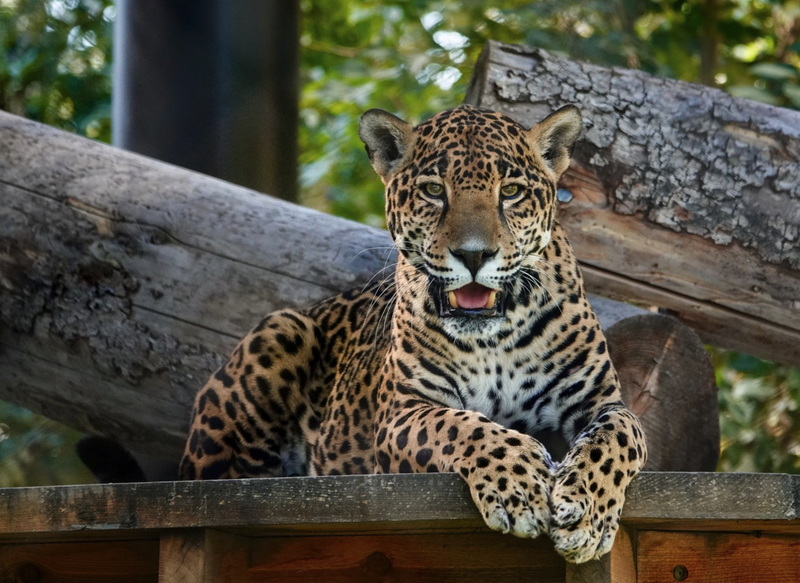 ABQ BioPark Celebrates the Life of Maya the Jaguar