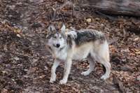 ABQ BioPark Continues Legacy to Conserve  New Mexico Native Mexican Gray Wolves