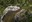 ABQ BioPark Contributes to Komodo Dragon Conservation Work in Indonesia