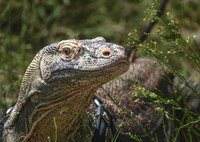 ABQ BioPark Contributes to Komodo Dragon Conservation Work in Indonesia