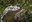 ABQ BioPark Contributes to Komodo Dragon Conservation Work in Indonesia