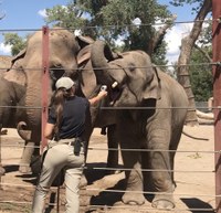 ABQ BioPark Elephant Tests Positive for EEHV